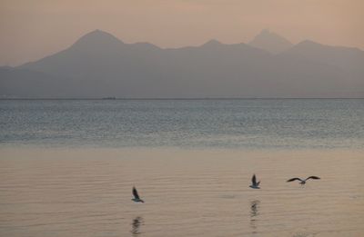 Birds flying over sea against sky during sunset