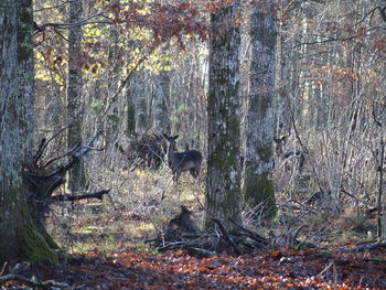 Trees in forest