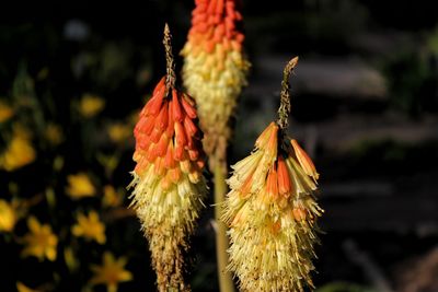 Close-up of wilted flower