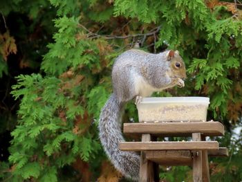 Closeup of a squirrel eating at the mini picnic table