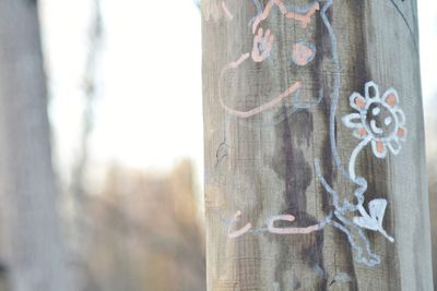 Close-up of heart shape on tree trunk