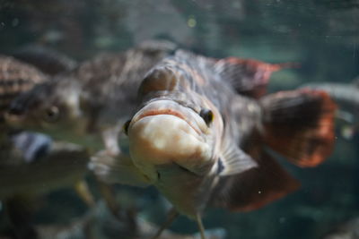 Close-up of fish swimming in aquarium