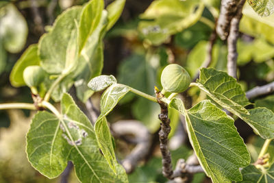 Close up of fig and leaves growing on a tree