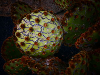 Close-up of tree branch in water