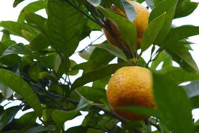 Low angle view of fruits on tree