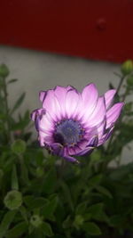 Close-up of pink flower