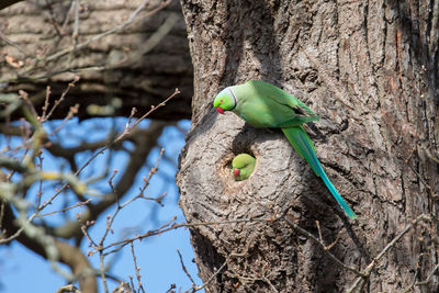 A nesting rose-ringed parakeet pair