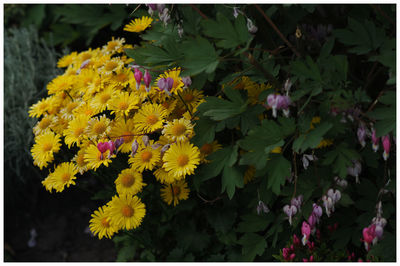 Close-up of yellow flowers blooming outdoors
