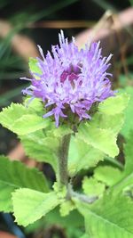 Close-up of purple flowering plant