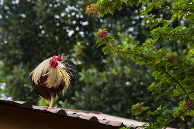 A chicken is on the rooftop of village house in ipoh, malaysia.