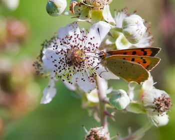 Close-up of flowers