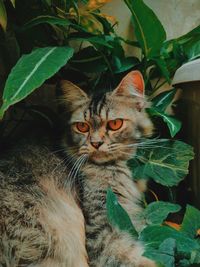 Portrait of cat on plant