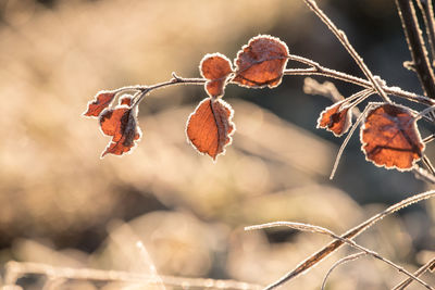 branch