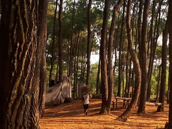 View of trees in forest