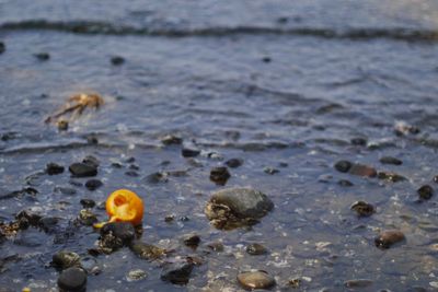 View of pebbles in sea