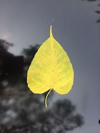 Close-up of yellow maple leaf against sky during rainy season