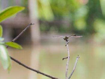 Close-up of insect on plant