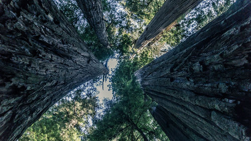 Low angle view of trees in forest