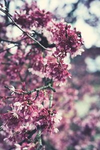 Close-up of pink cherry blossom