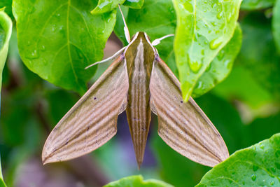 Close-up of insect on leaves