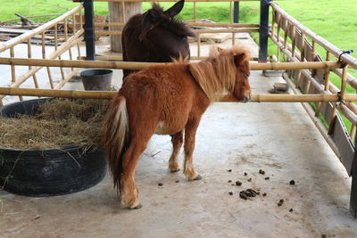 Horse standing in ranch