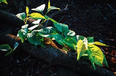 Close-up of leaves