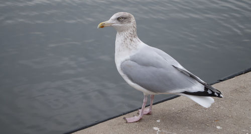 Close-up of seagull perching on water