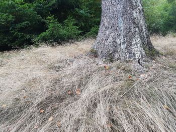 View of tree trunk in forest