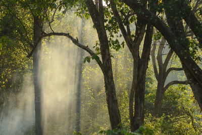 Trees in forest