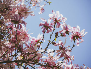 Low angle view of cherry blossoms against sky