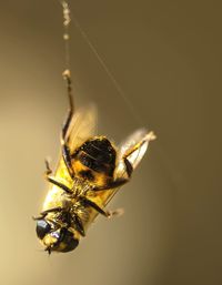 Close-up of bee pollinating