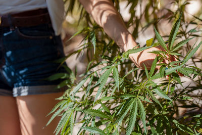 Midsection of woman standing by cannabis plant