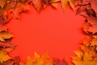 Full frame shot of autumnal leaves during autumn