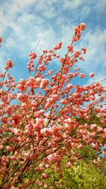 Low angle view of pink flowers on tree