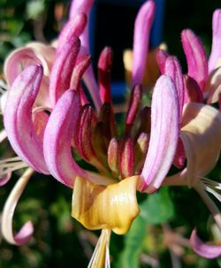 Close-up of pink flower