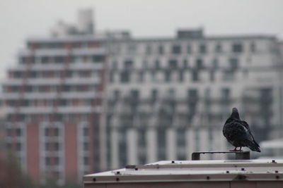 Close-up of bird perching on building