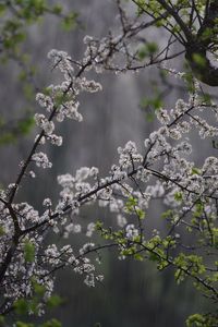 Close-up of cherry blossom tree