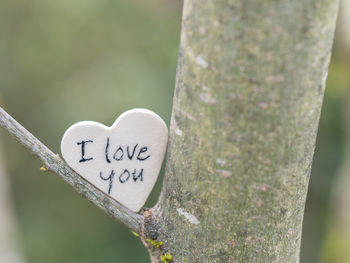 Close-up of heart shape on tree trunk