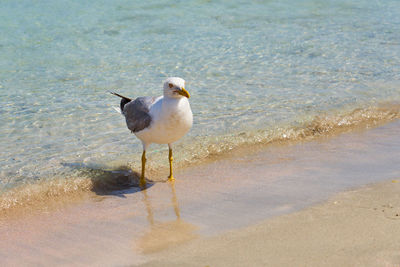 Seagull perching on a beach