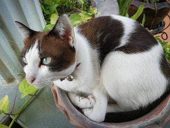 Close-up portrait of a cat looking away