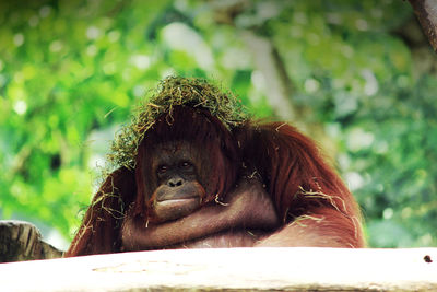 Close-up of orangutan against trees