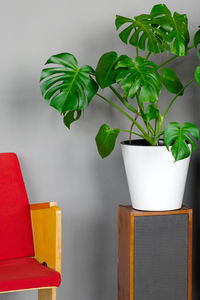 Close-up of potted plant on table