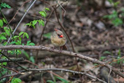 Close-up of bird perching on branch