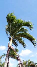 Low angle view of palm tree against blue sky