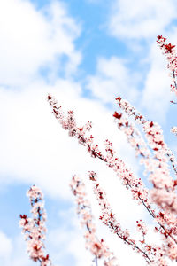 Low angle view of plant against sky