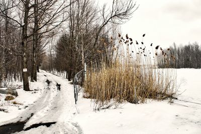 Bare trees on snow covered field against sky