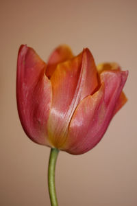 Close-up of pink flower against white background