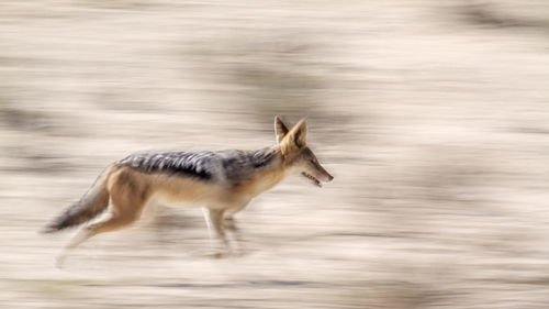 Side view of giraffe running in water