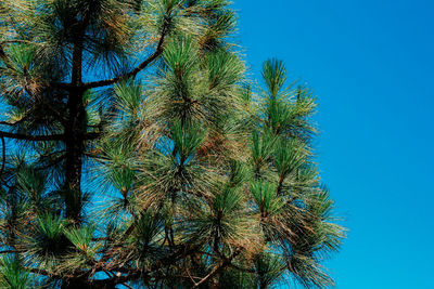 Low angle view of coconut palm tree against clear blue sky