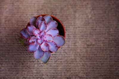 Directly above shot of flowering plant on table